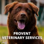 Provent Veterinary Services